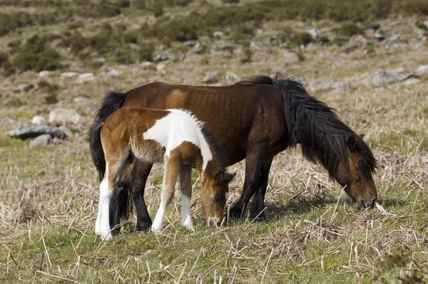 Pony Con Puledro Dartmoor National Park Devon Inghilterra — Foto Stock
