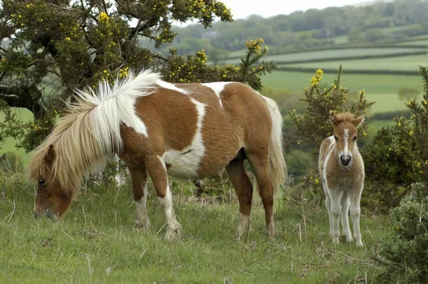 Shetland Pony Cavalos Prado Grama Verde — Fotografia de Stock