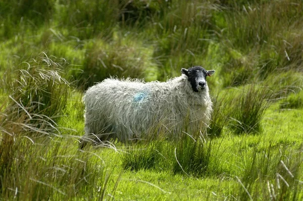 Sheep Dartmoor National Park Devon England — Stock Photo, Image