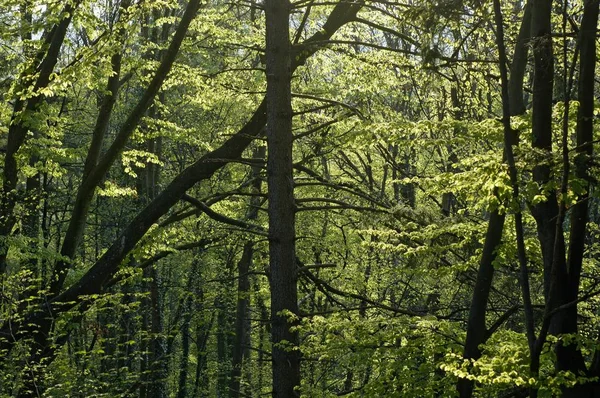 Grön Skog Med Bokträd Fagus Sylvatica Våren — Stockfoto