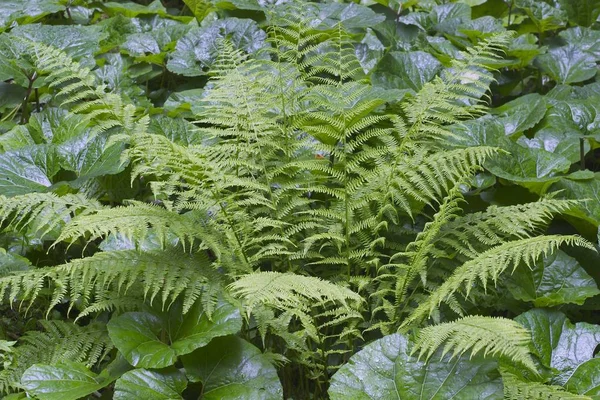 Растение Папоротника Лесу — стоковое фото
