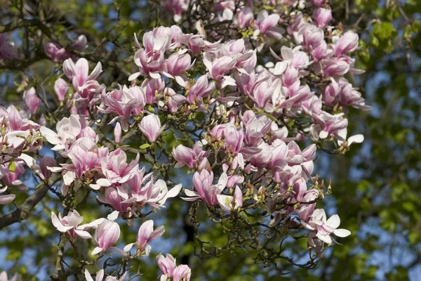 Hermoso Árbol Magnolia Flor Jardín —  Fotos de Stock