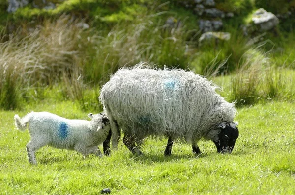 Parque Nacional Sheep Dartmoor Devon Inglaterra —  Fotos de Stock