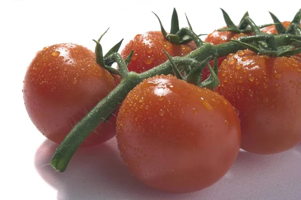 Estúdio Bush Tomate Tiro Isolado Sobre Fundo Branco — Fotografia de Stock