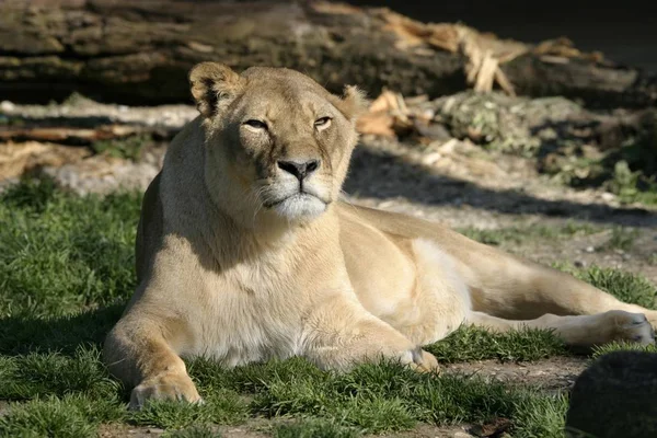 慕尼黑 2005年5月12日 虎狮子座 照片是在慕尼黑动物园拍摄的 Hellabrunn — 图库照片