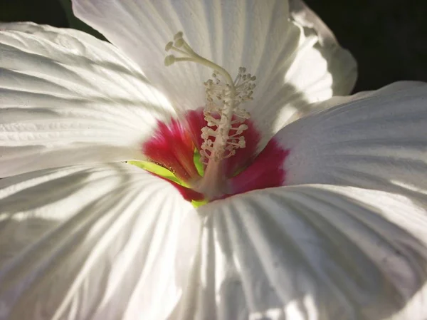 ハイビスカス栽培の白フレア — ストック写真