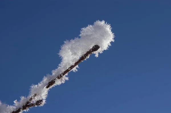 Arbres Couverts Neige Hiver — Photo