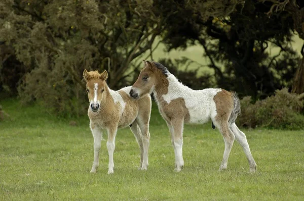 Shetland Poney Sud Ouest Angleterre — Photo