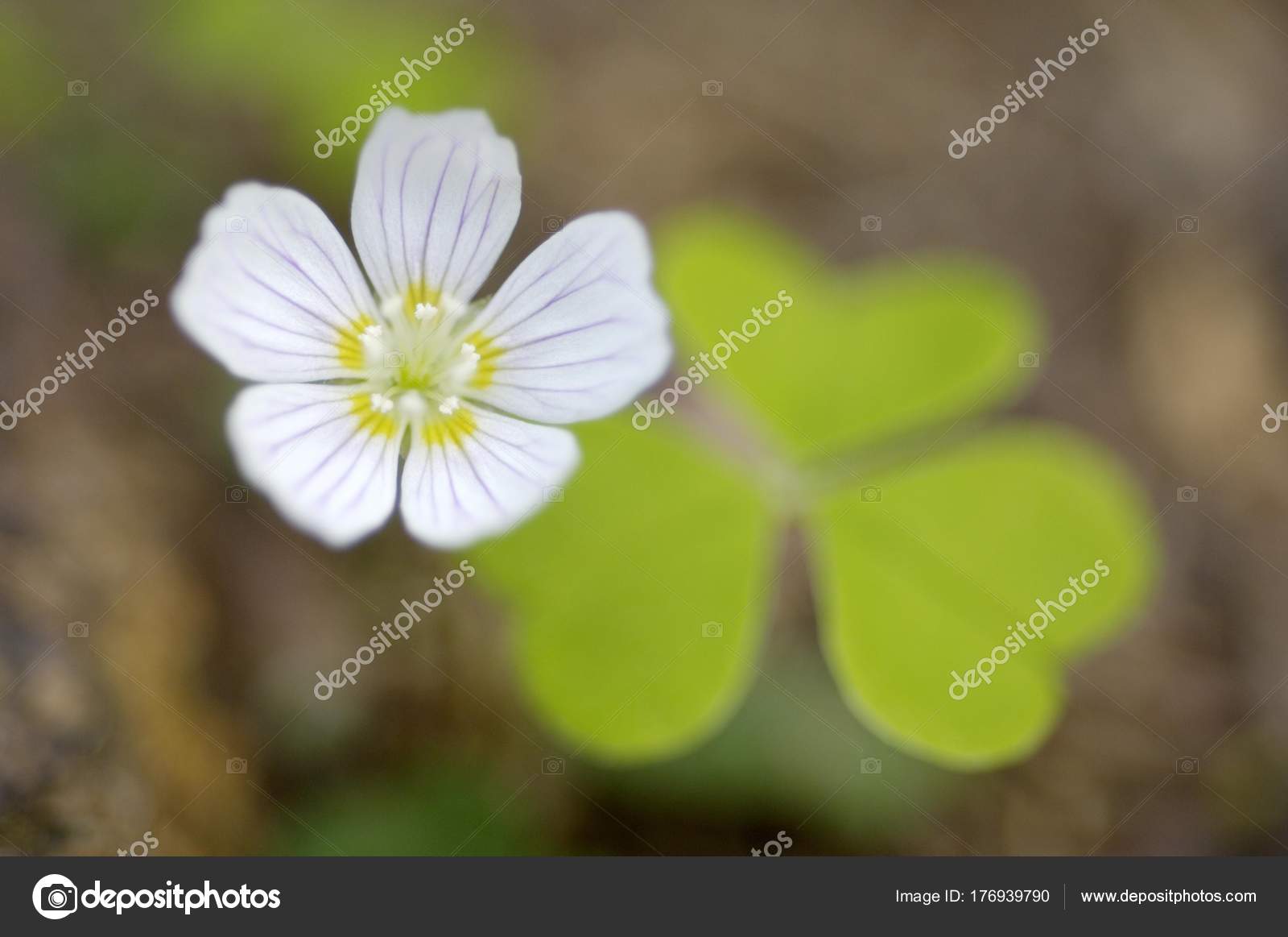 Quadrifoglio e fiore comune di acetosella Oxalis acetosella \u2014 Foto di imagebrokermicrostock