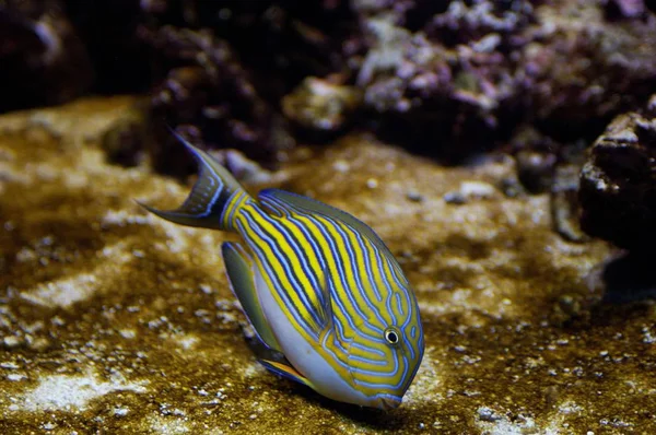 Pesce Chirurgo Sott Acqua — Foto Stock