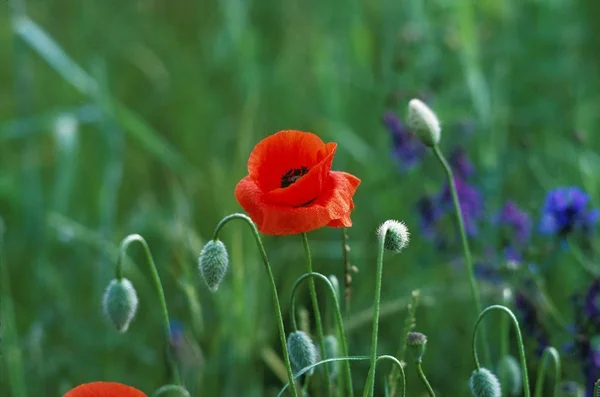 Papoula Vermelha Papaver Rhoeas Flores Campo — Fotografia de Stock