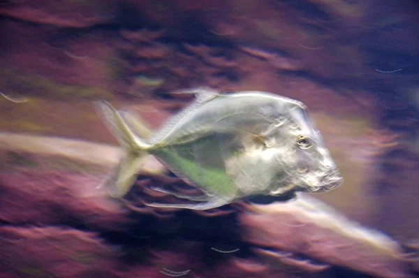 Lockdown Fisch Selene Dorsalis Atlantic Aquarium Berlin Deutschland — Stockfoto