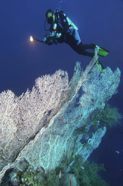 Ближний Восток Египет Красное Море Горгонский Болельщик Коралловый Сугроб Видеозаписью — стоковое фото