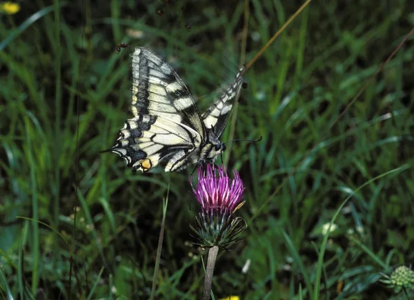 Iphiclides podalirius butterfly, insect in summer green grass