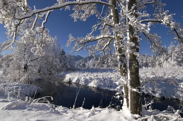 雪盖冬天风景在 Murnauer Moos 荒原在附近 Murnau 上部巴伐利亚德国 — 图库照片