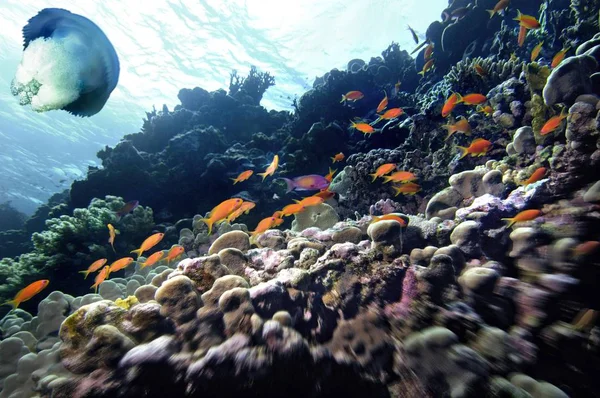 Mellanöstern Egypten Röda Havet Och Fiskar — Stockfoto