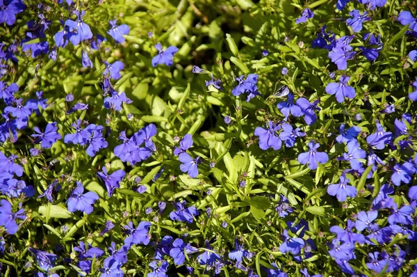 Lobelia Lobelia Erinus Primo Piano Fauna Natura — Foto Stock