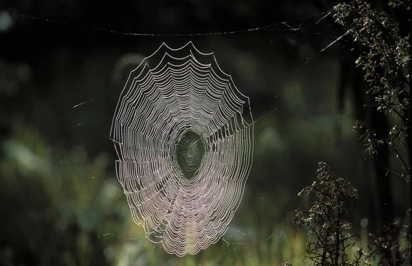 Spinnennetz Araneus Marmoreus Deutschland — Stockfoto