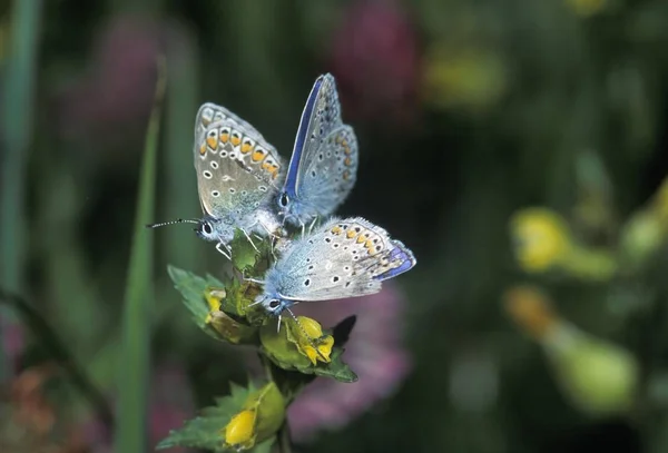 Gemeiner Blauer Polyommatus Icarus Schmetterling Auf Blume Sitzend — Stockfoto