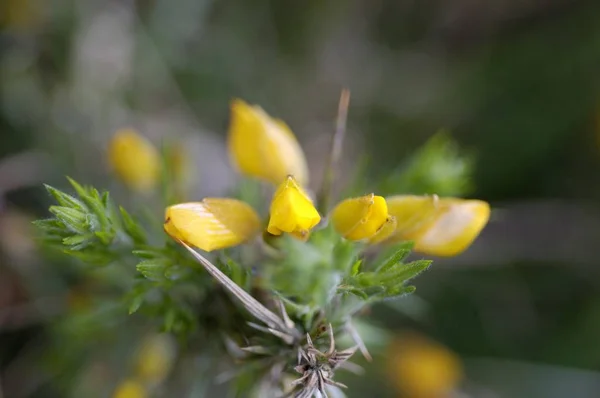 Whin Ulex Europaeus Dartmoor National Park Devon England — Stock Photo, Image