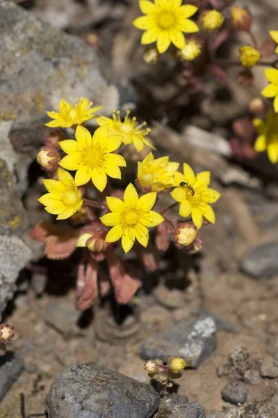 Aichryson Punctatum Isole Canarie Gomera — Foto Stock