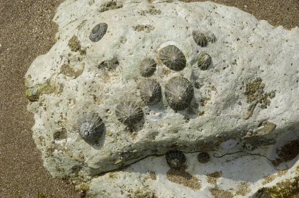 水下石与贻贝贝壳 — 图库照片