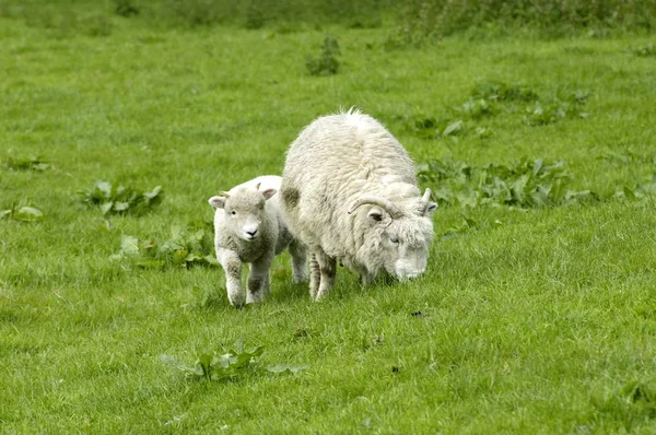 Sheep Widecombe Moor Dartmoor National Park Devon England — Stock Photo, Image