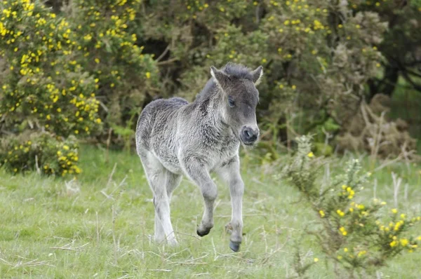 Shetland Pony Inghilterra Sud Occidentale — Foto Stock