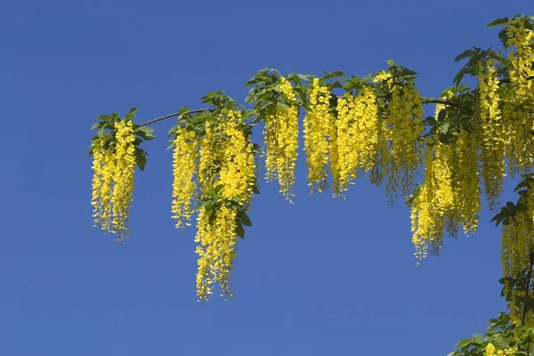Arborele Lanț Auriu Laburnum Anagyroides Plantă Otrăvitoare — Fotografie, imagine de stoc