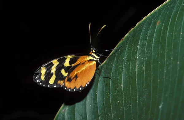 Mariposa Alargada Heliconius Costa Rica — Foto de Stock