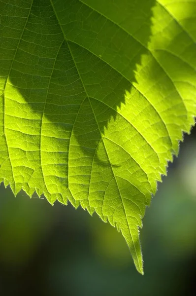 Young leave of hazelnut Corylus avellana, close up