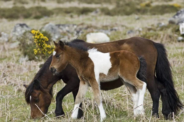 Pony Con Puledro Dartmoor National Park Devon Inghilterra — Foto Stock