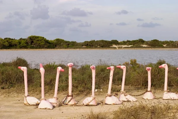 Salines Den Marroig Formentera的火烈鸟艺术 — 图库照片