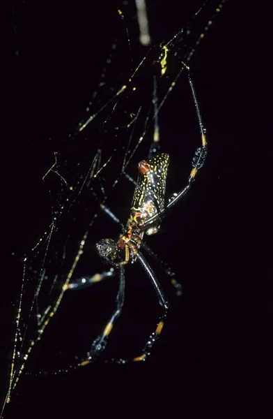 Araignée Soie Nephila Mexique Chiapas — Photo