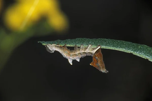 Ziczac Caterpillar Kavicsos Kiemelkedő Notodonta — Stock Fotó