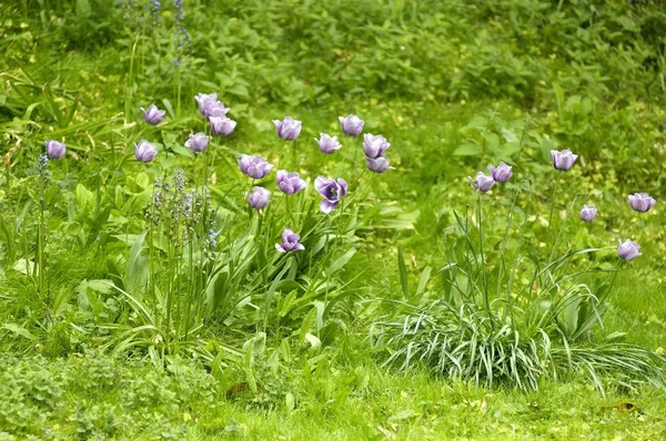 Lila Tulpen Blühen Auf Der Wiese — Stockfoto