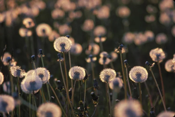 Samenuhr Löwenzahn Taraxacum Officinale Deutschland — Stockfoto