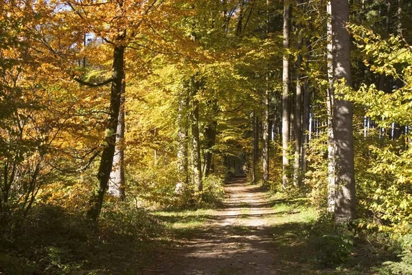 View Forest Path Upper Bavaria Germany — Stock Photo, Image