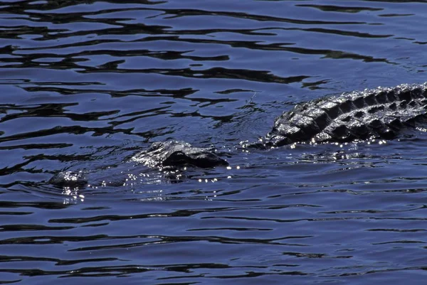 Swimming Alligator Alligator Missisipiensis Florida Usa North America — Stock Photo, Image