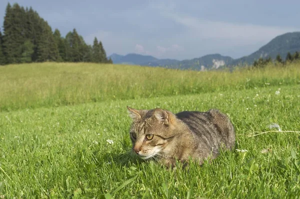 Кіт Зеленій Траві Красивий Літній Луг — стокове фото