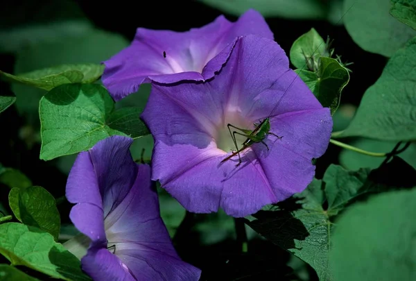 Close Van Sprinkhaan Bloem Van Ochtend Glorie Convolvulaceae — Stockfoto