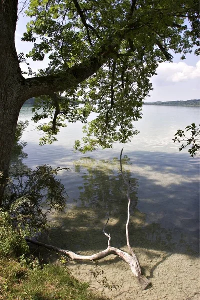 上部のババリアの湖 Pilsensee で灰の木 — ストック写真