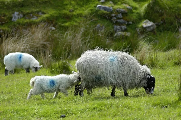 Parque Nacional Sheep Dartmoor Devon Inglaterra —  Fotos de Stock