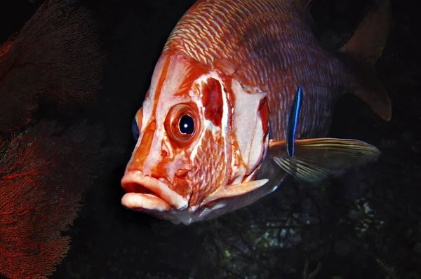 Rotes Meer Grossdorn Husarenfisch Mit Putzerfisch Sargocentron Spiniferum Middle East — стокове фото