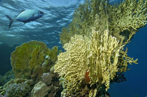 Oriente Medio Egipto Mar Rojo Coral Duro Madreporaria Makarel — Foto de Stock