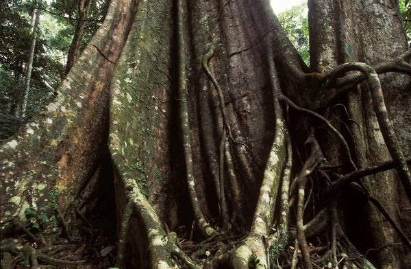 Raízes Contrafortes Floresta Tropical Ilha Tioman Malásia — Fotografia de Stock