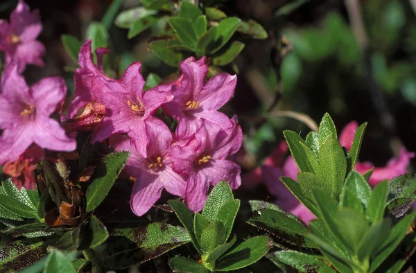 Rhododendron Hirsutum Tyskland Närbild Fauna Naturen — Stockfoto