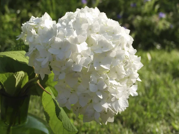 Umbel Van Bloem Van Hortensia Hydrangea Macrophylla — Stockfoto