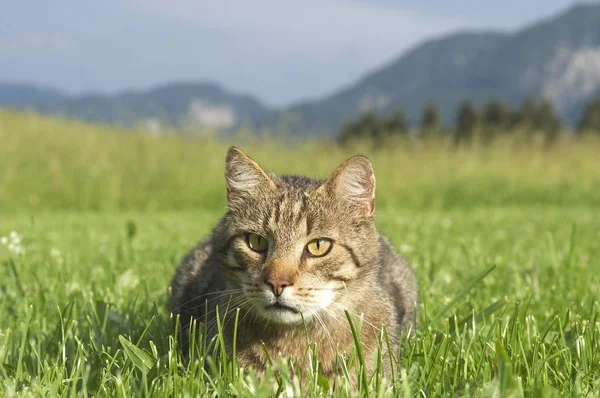 Cat Green Grass Beautiful Summer Meadow — Stock Photo, Image