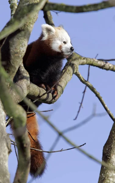 Niedlichen Roten Panda Ailurus Fulgens Auf Baum Zoo — Stockfoto